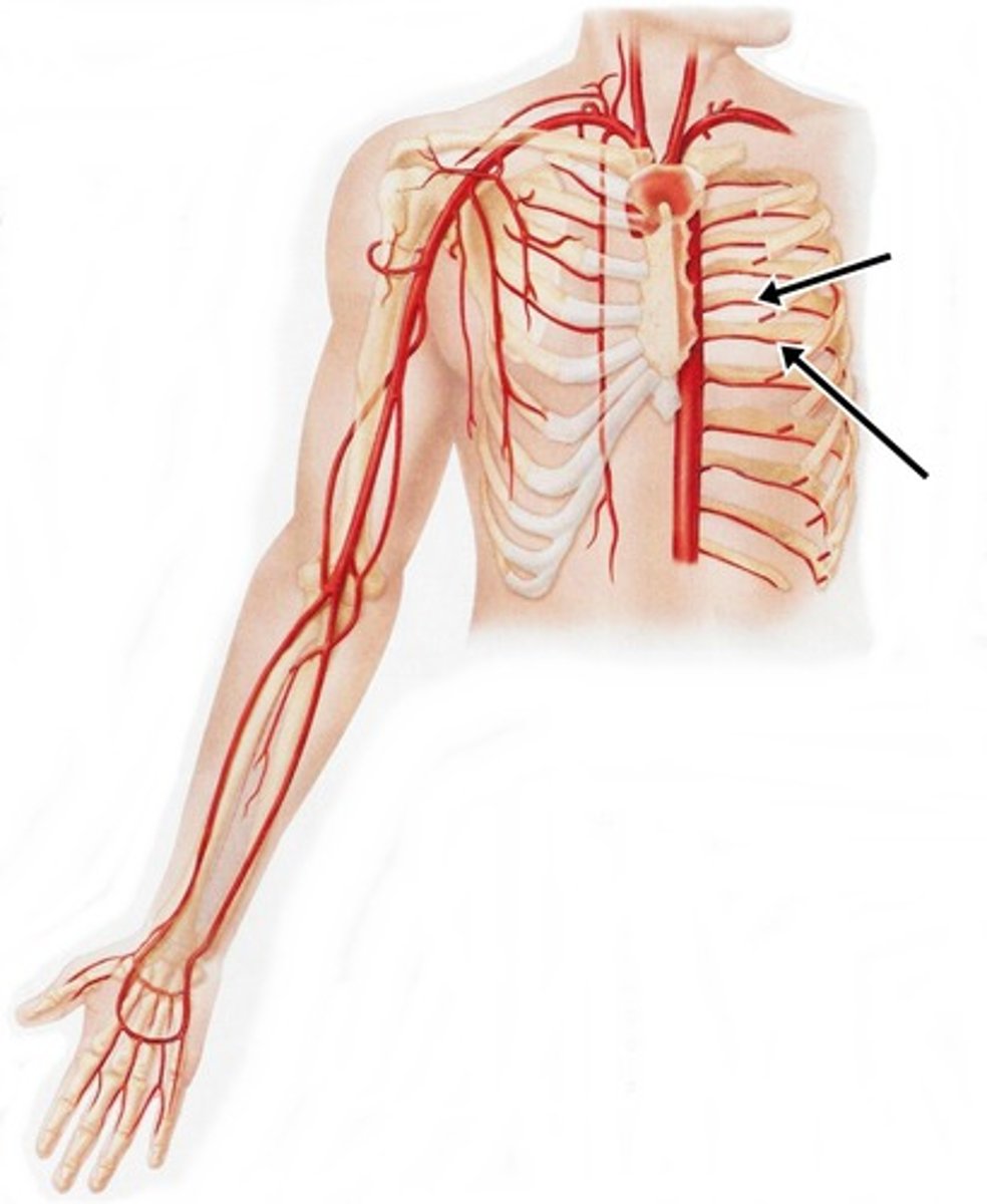 <p>supplies blood to the area between each rib</p>