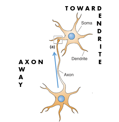 <ul><li><p>parts of neuron which protrude away from cell body - these allow neuron to communicate with other neurons</p></li></ul><p></p><ul><li><p>basically, axons and dendrites (which are unique to neurons)</p></li></ul><p></p>