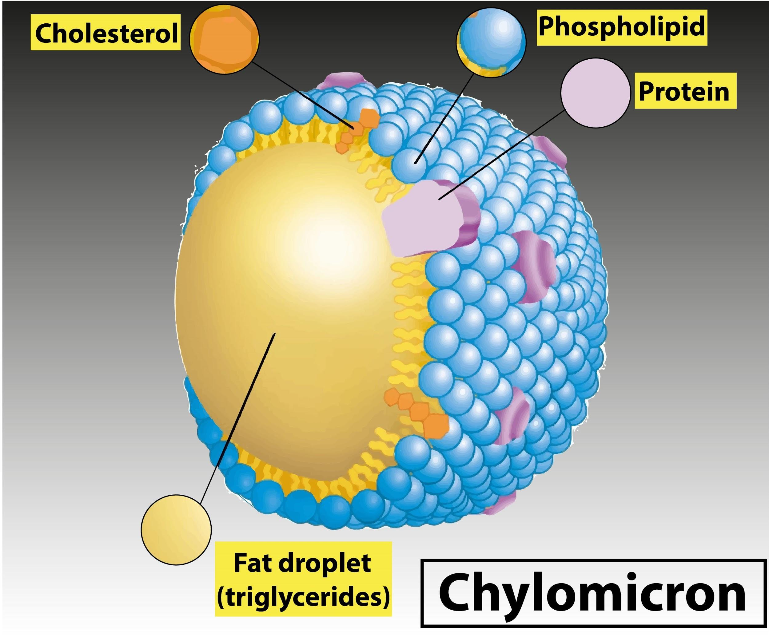 <p>Phospholipid outer layer, triglyceride inner layer containing embedded lipoproteins</p>