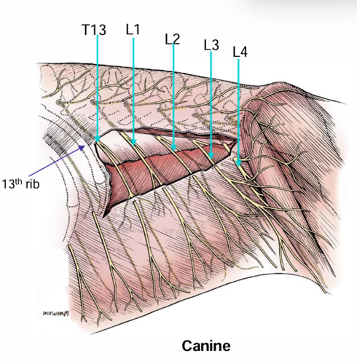 <p>DOG Abdominal wall nerves (outer surface):</p><p>L4</p>