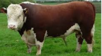 <p>Beef breed, reddish brown with a white head and other white accents, smaller framed than simmental, the hair coat is sometimes curly</p>