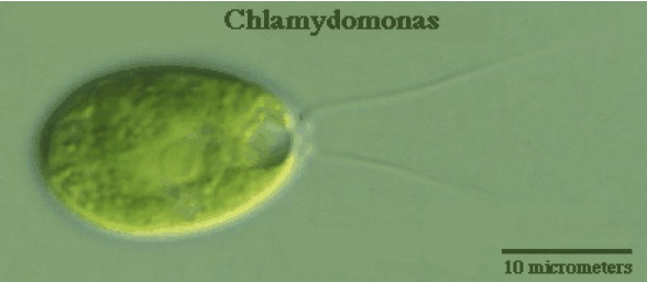 <ul><li><p>part of chlorophyta</p></li><li><p>unicellular; motile, with two anterior flagella</p></li><li><p>cup shaped chloroplast, pigmented eyespot and clear nucleus</p></li><li><p>life cycle is zygotic meiosis</p></li></ul>