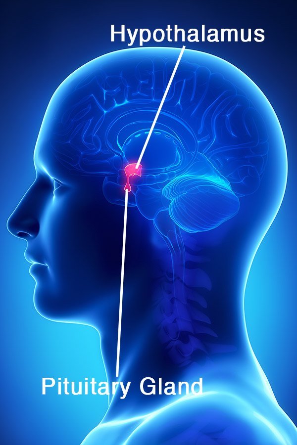 <ul><li><p>helps with communication between nervous system and endocrine system</p></li><li><p>deals with heart rate, food/water intake, temp, sleep-wake, menstruation</p></li><li><p>releases hormones (communicates with endocrine system</p></li></ul><p></p>
