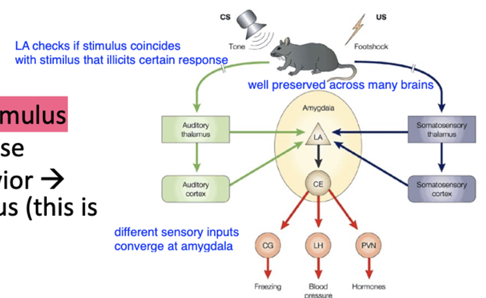 <p>-	Amygdala gets response before rest of the brain, sees blur</p><ul><li><p>why blurs can cause fear response</p></li></ul><p>-	shock is nauseous stimulus, noise is not, if hear toaster (in this case toaster shocks us) we get nauseous stimulus, through pairing of neutral and nauseous stimuli</p><p>-	brain learns relationship and predicts, cause and effect learning, boils down to prediction making </p>