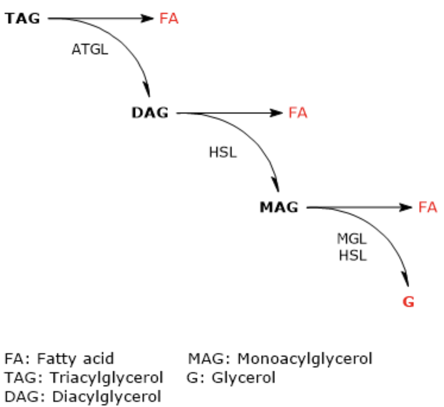 <ul><li><p><span style="color: #00edf1"><strong>ATGL</strong></span>: Triglyceride → Diglyceride + FFA</p></li><li><p><span style="color: #00c4f2"><strong>HSL</strong></span>: Diglyceride → Monoglyceride + FFA</p></li><li><p><span style="color: #007df2"><strong>MGL</strong></span>: Monoglyceride → Glycerol + FFA</p></li></ul><p></p>