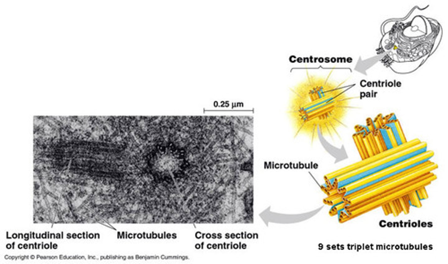 <p>Microtubule-organizing centers that help to form and organize the mitotic spindle during mitosis</p>