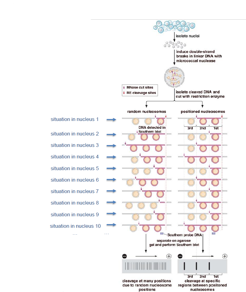 <p>Un RE cliveage site va-t-être placé et sera dans toutes les situations (lignes) au même endroit, ce qui nous donne un référentiel.</p><p>Un MNase cut site va venir couper un des linkers se trouvant entre les nucléosomes (le linker choisit est aléatoire et pas toujours le même en fonction des lignes)</p><p>On reporte sur le Southern Blot les données obtenues, C-à-D les lieux où les MNases ont coupées les linkers.</p><p>—&gt; Si on trouve beaucoup de petites lignes espacées de manière non continue, on est probablement face à un placement aléatoire.</p><p>—&gt; Si on trouve peu de lignes très délimitées et foncées, espacées de manière continue les unes des autres, on est probablement face à un placement prédéfinit.</p>