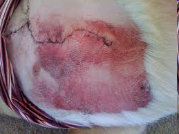 <p>Purpleish non-elevated patch of bleeding into the skin; bruise</p>