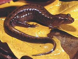 <p>Caudata : Plethodontidae : Plethodontinae</p>