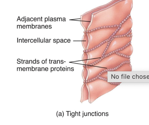 <p>Tight Junctions</p>