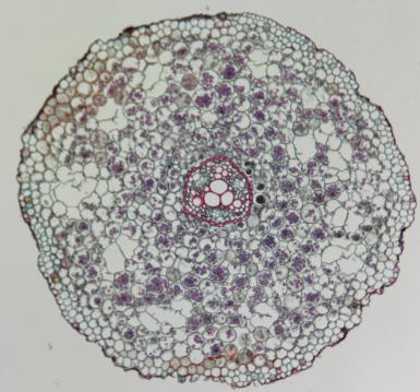 <p>Identify the image</p>