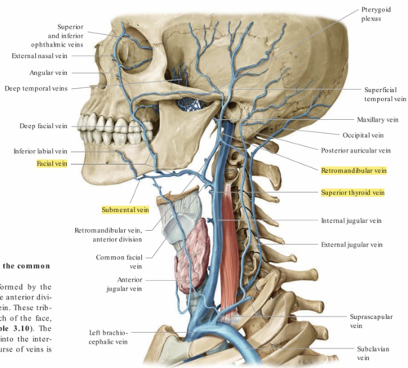 <p>- Dränerar hjärnan, och djupa delar av hals &amp; ansikte.</p><p>- Samlar venöst blod från bla.: 1. V.facialis / 2. V. lingualis / 3. V. submentalis / 4. V. Thyroidea superior / 5. V. retromandibularis.</p>