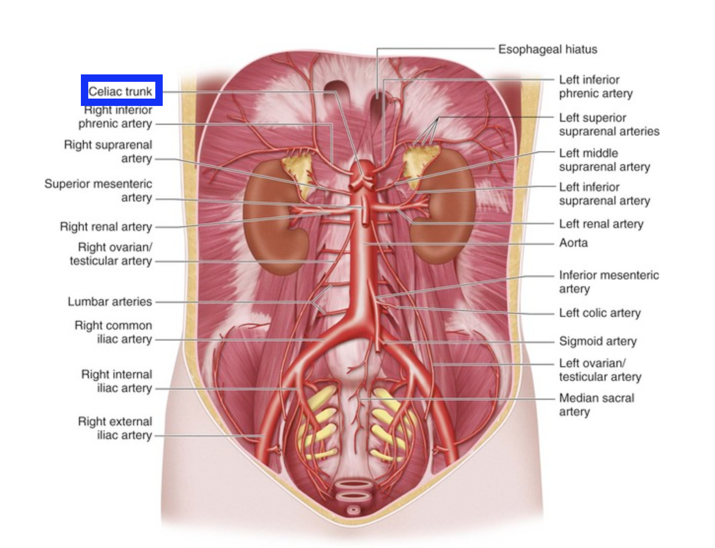 knowt flashcard image