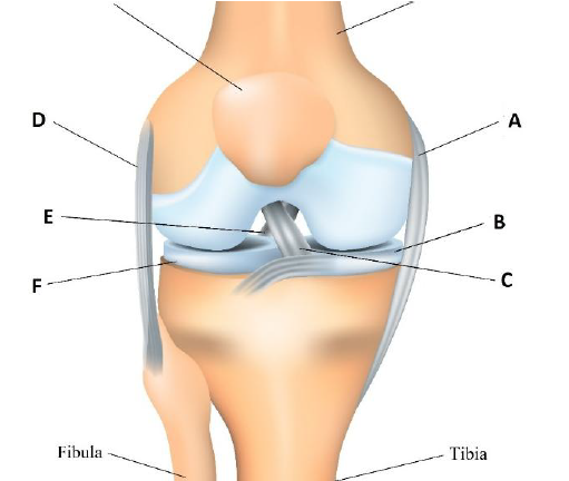 <p>A lig. collaterale tibiale</p><p>B mediale meniscus</p><p>C lig. cruciatum anterius</p><p>D lig. collaterale fibulare</p><p>E lig. cruciatum posterius</p><p>F laterale meniscus</p>