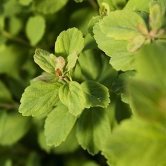 Spiraea betulifolia