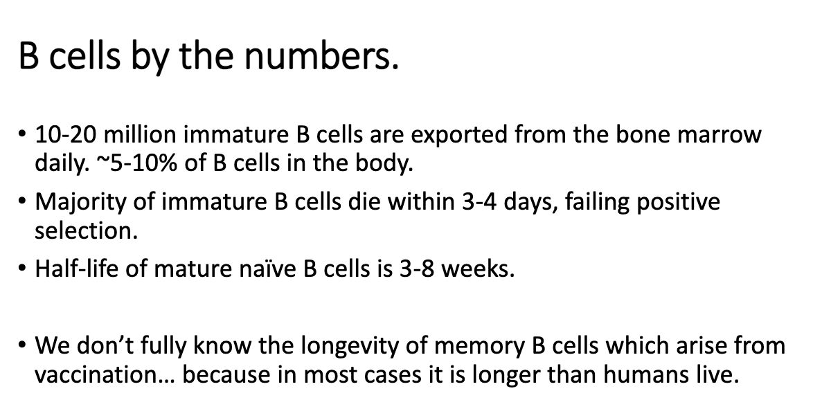 <ul><li><p><strong>10–20 million</strong> immature B cells exported daily (≈5–10% of total B cell pool).</p></li><li><p><strong>Most immature B cells die</strong> within days.</p></li><li><p>Mature naïve B cells can live <strong>up to ~2 months</strong>.</p></li><li><p>Memory B cells and long-lived plasma cells may persist <strong>longer than the lifespan of the organism</strong> (decades+).</p></li></ul><p></p>