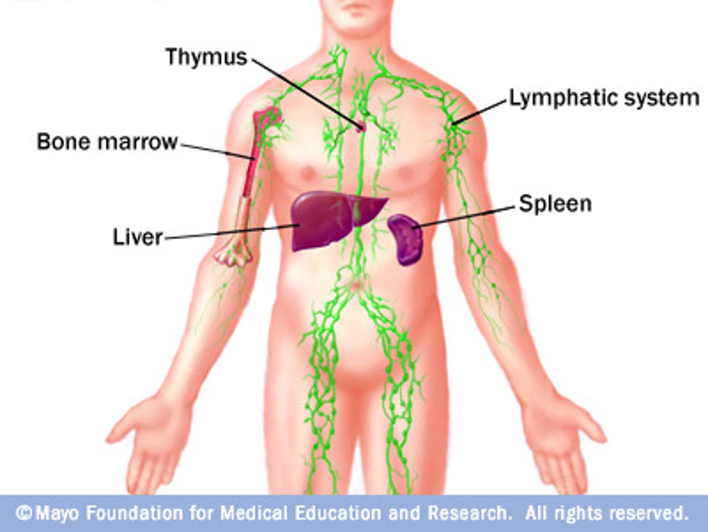 <p>draining fluid from the body tissues and delivering foreign material to the lymph nodes to be processed by the lymphocytes.</p>