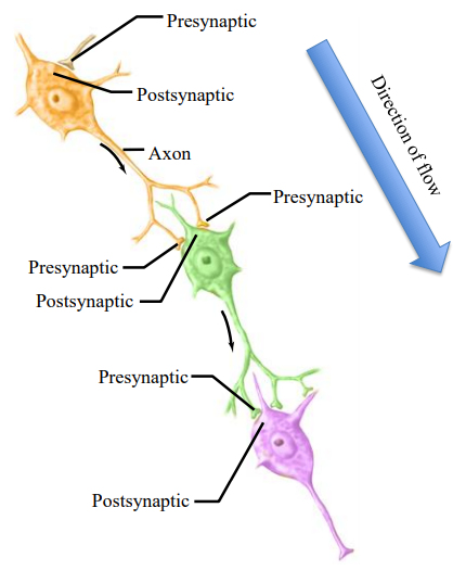 <ul><li><p>The presynaptic neuron sends the signal. </p></li><li><p>The postsynaptic neuron receives the signal.</p></li><li><p>A neuron can be postsynaptic to one cell and presynaptic to another cell.</p></li></ul><p></p>
