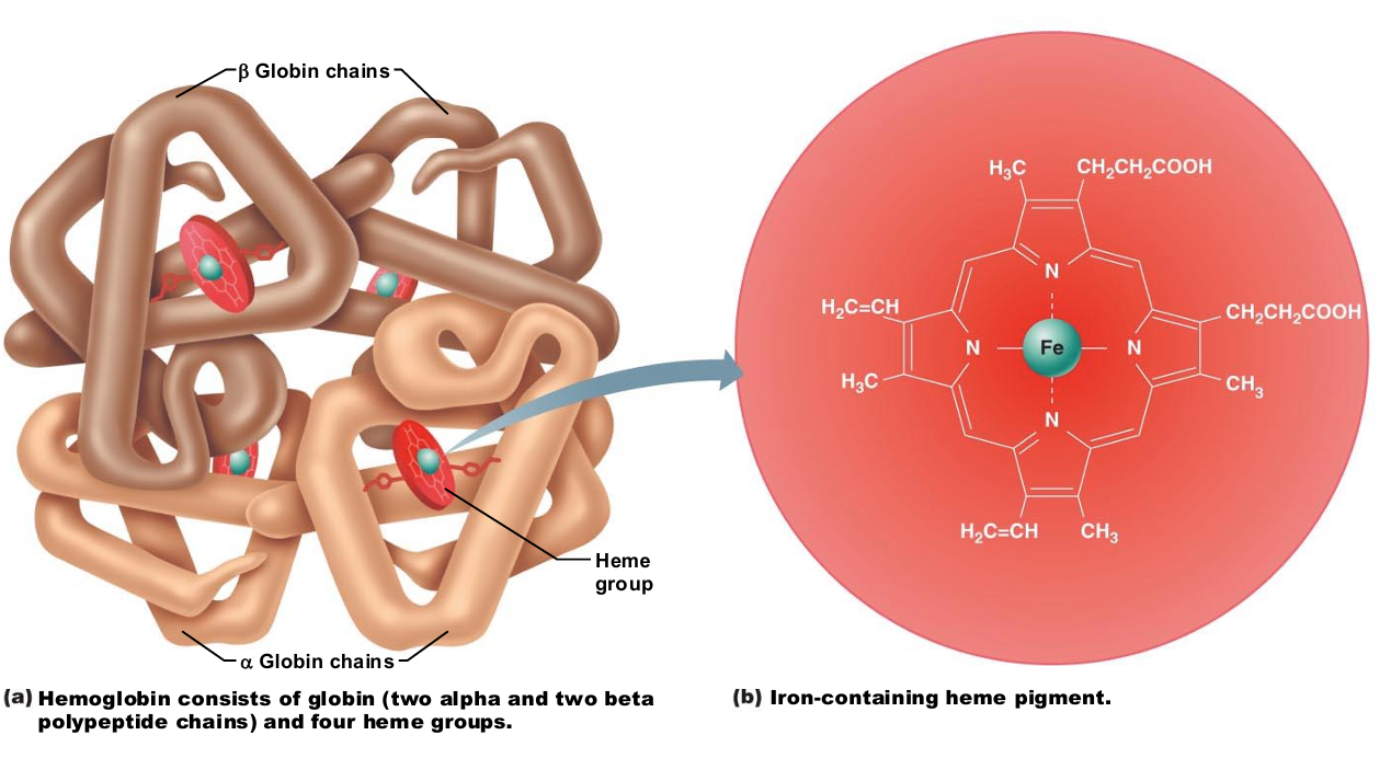 <ul><li><p> Globin composed of 4 polypeptide chains</p><ul><li><p>Two alpha and two beta chains</p></li></ul></li><li><p>Heme pigment bonded to each globin chain</p><ul><li><p>Gives blood red color</p></li></ul></li><li><p>Heme's central iron atom binds one O2</p></li><li><p>Each Hb molecule can transport four O2</p></li><li><p>Each RBC contains 250 million Hb molecules</p></li></ul><p></p>