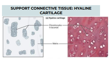 <p>TISSUE: SUPPORT CONNECTIVE TISSUE: HYALINE CARTILAGE</p>