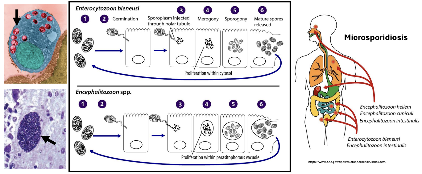 <p><strong>FALSE</strong></p><p><em><u>Enterocytozoon</u></em> proliferates freely in the cytosol (GI tract), while <em><u>Encephalitozoon</u> </em>proliferates within parasitophorous vacuoles (lungs, GI)</p>