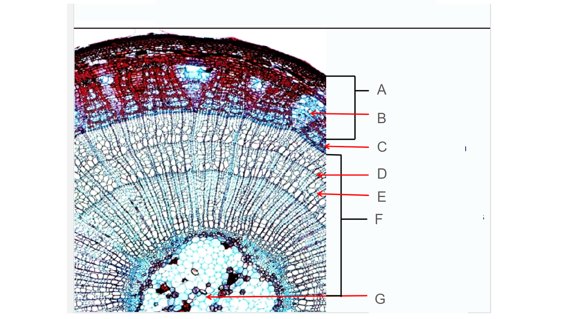 <p>Is this a dicot or monocot stem?</p>