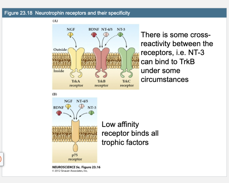 <p><strong>Q:</strong> What does Figure 23.18 show about neurotrophin receptor specificity?</p><p class=""></p>