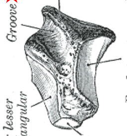 greater multangular, saddle shaped facet, long and raised tubercle 