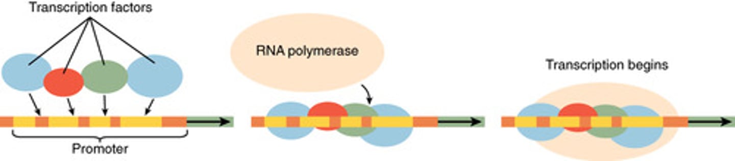 <p>RNA polymerase</p>