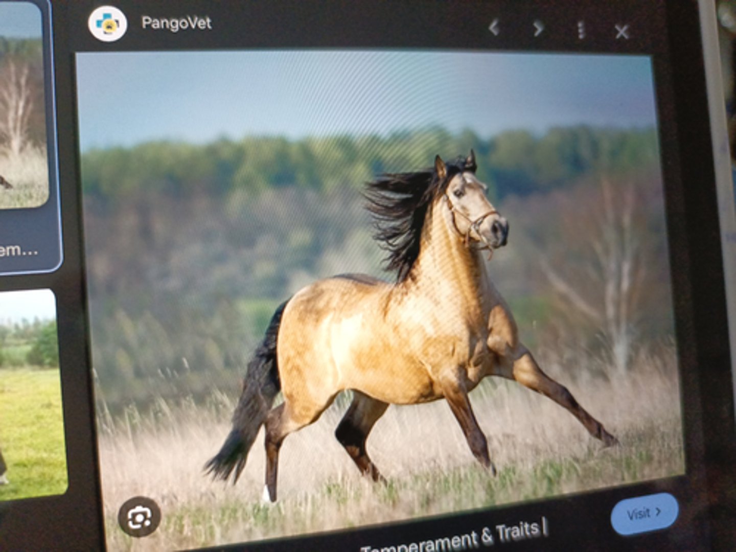 <p>Ancestral or wild type color or horses ¡ Dun gene - dilution gene affecting both red &amp; black pigments ¡ Lightens the body coat with point coloration of mane, tail, ears and legs</p>