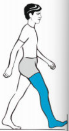 <p>What muscles are used in terminal swing</p>