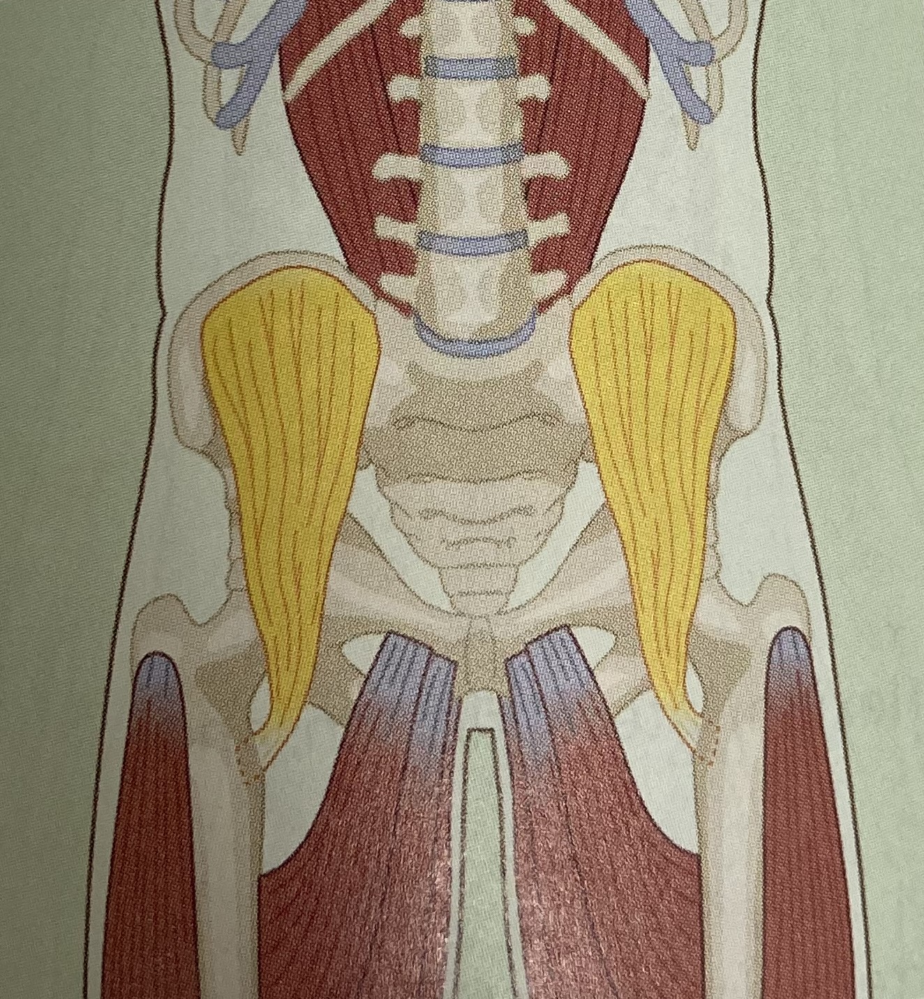 <ul><li><p>category: hip musculature</p></li><li><p>origin: iliac fossa and iliac crest</p></li><li><p>insertion: trochanter of the femur</p></li><li><p>isolated function: concentric hip flexion and external rotation</p></li><li><p>integrated function: eccentric hip extension and internal rotation</p></li><li><p>stabilizes the LPHC</p></li></ul><p></p>