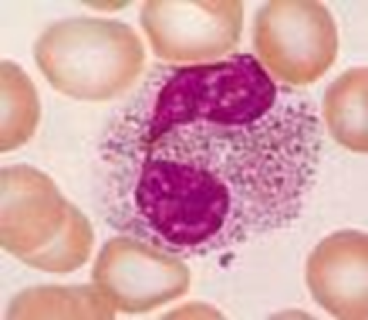 Eosinophils 