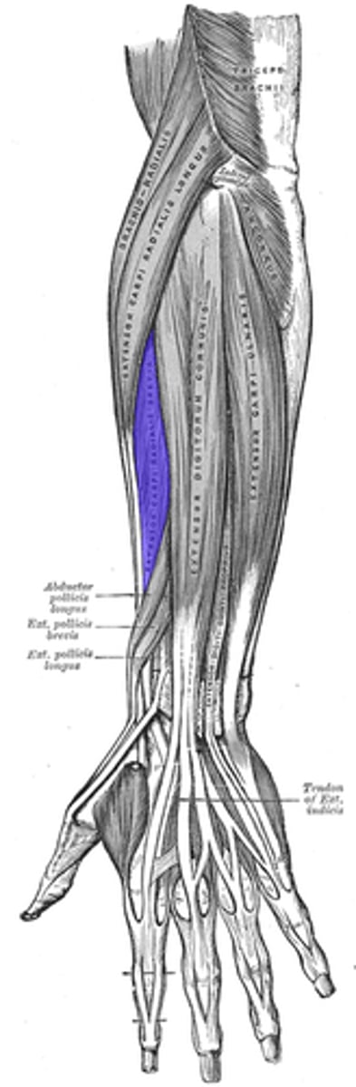<p>Action: extends hand</p>