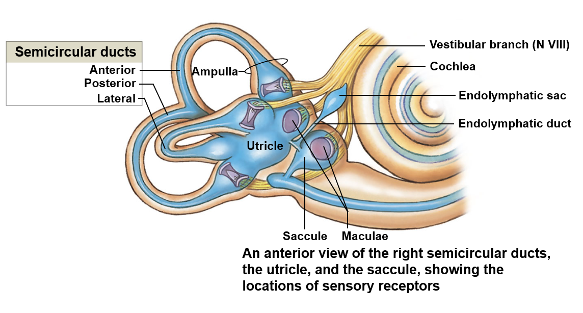 <p>Encloses the saccule and utricle; responsible for detecting gravity and linear acceleration</p>
