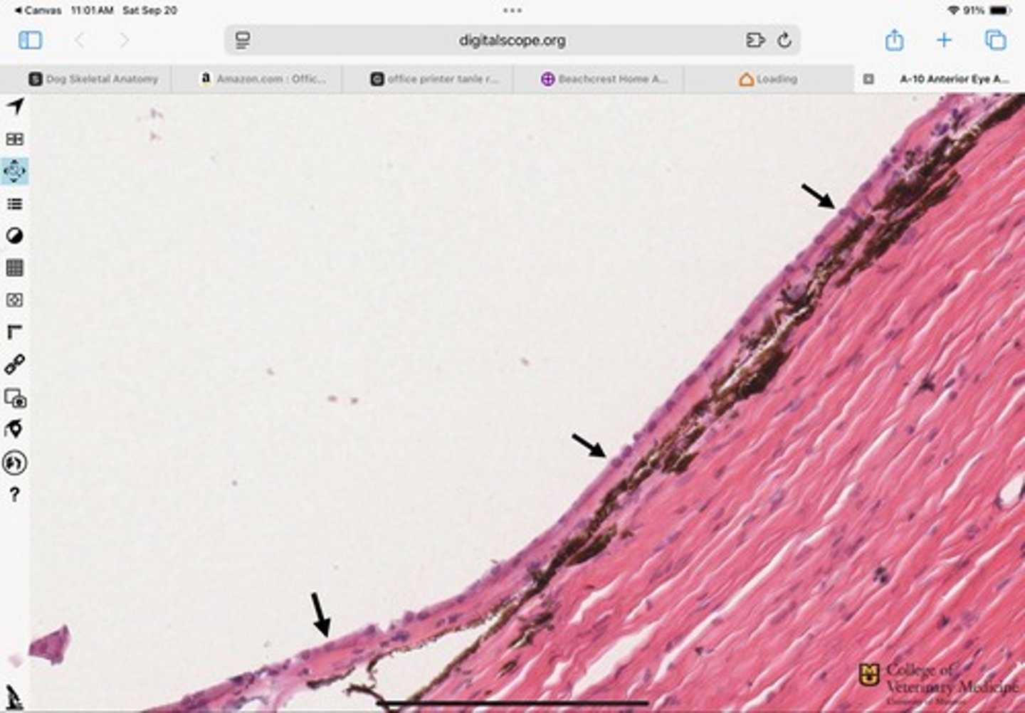 <p>What type of epithelium is shown?</p>