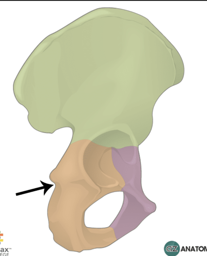 <p>the smaller notch below the ischial spine</p>