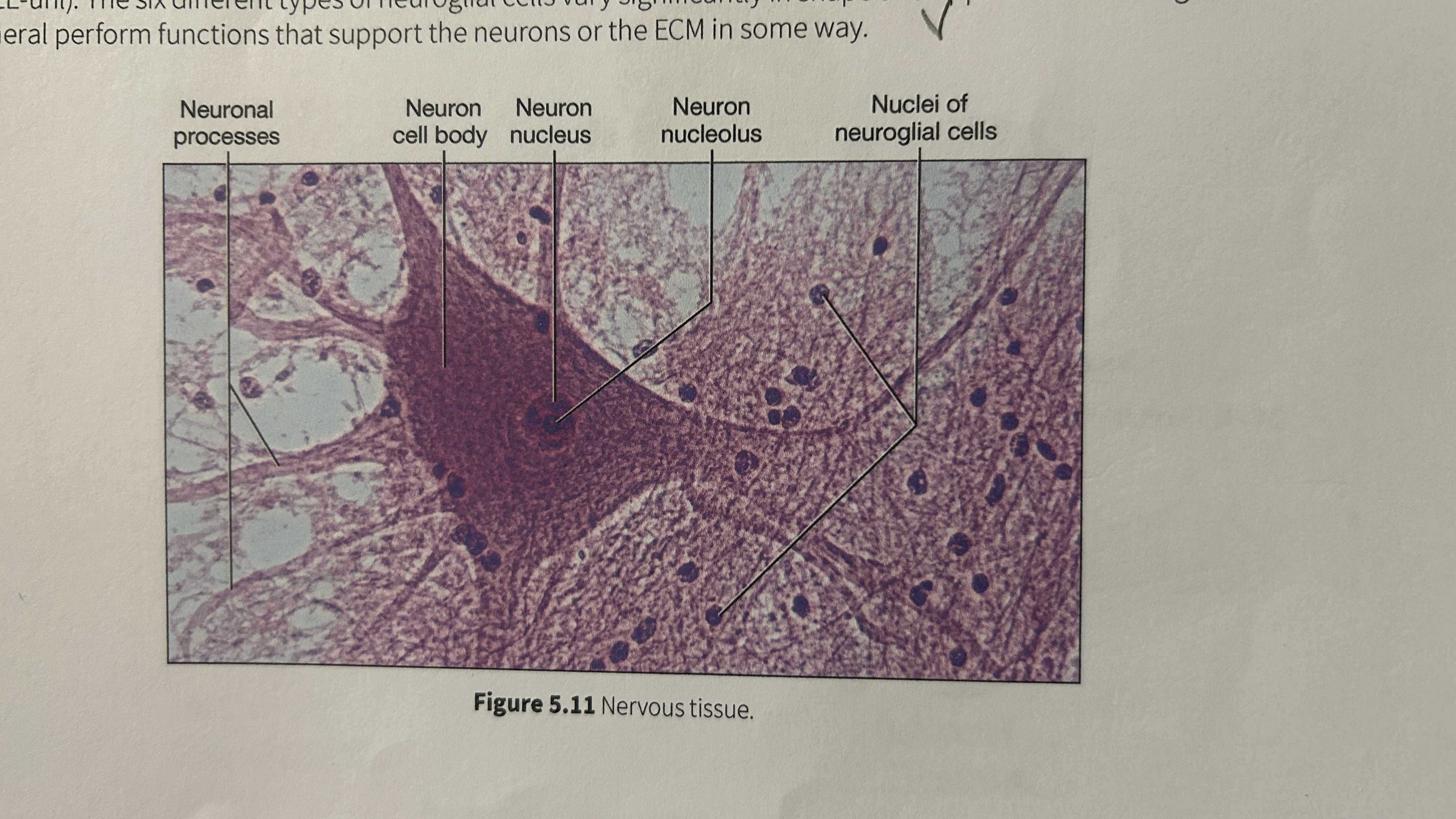 <p>Neuroglial cells</p>