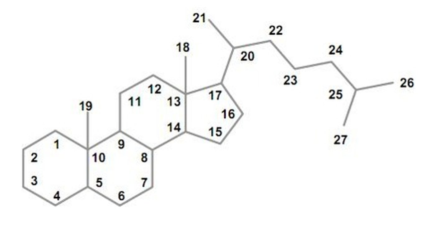knowt flashcard image