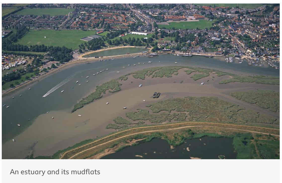 <p>The volume of water in the estuary is reduced. As there is less water, the river deposits silts to form mudflats, which are an important habitat for wildlife.</p>