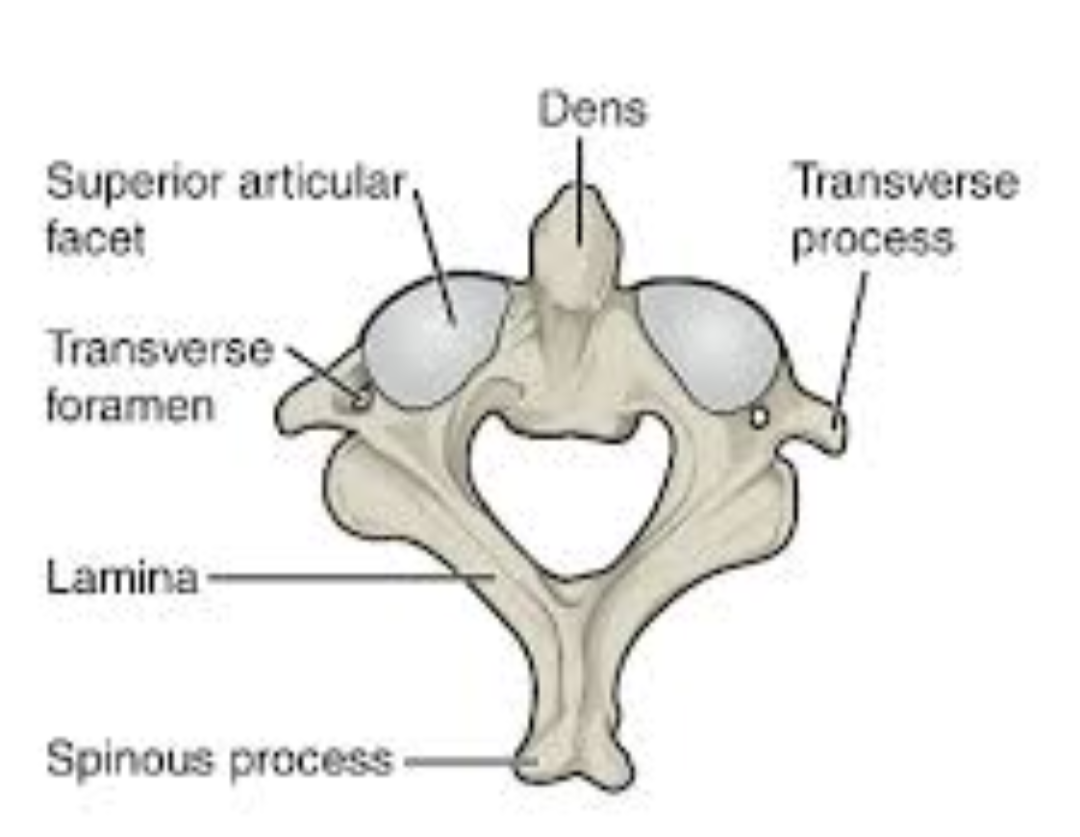 <p>What is the second cervical vertebra called?</p>