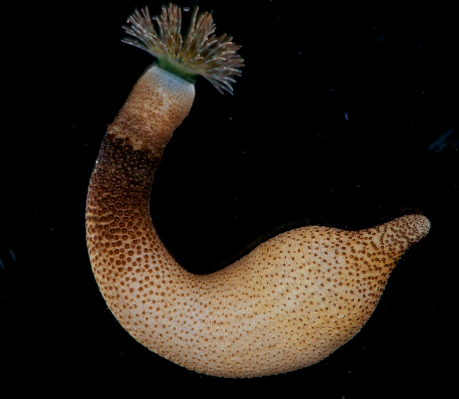 <p>~250 species of benthic marine worms, sedentary, live in burrows/shells/coral, no segmentation or setae, retractable proboscis, trochophore larvae</p>