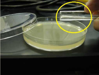 <p>What is this method of isolating pure culture making use of this culture medium?</p>