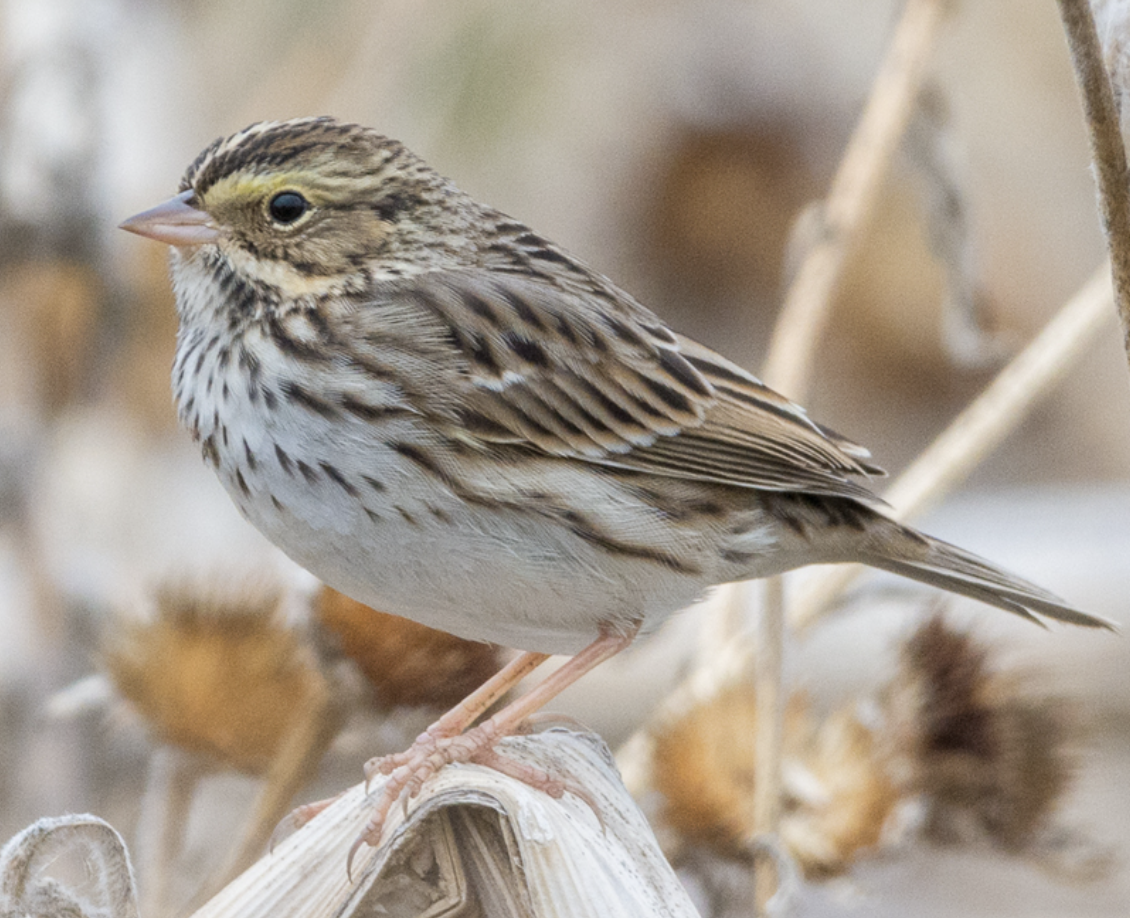 <p>What is this bird?</p>