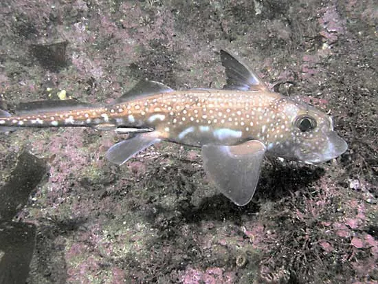 <p>Ratfishes (spotted ratfish)</p><ul><li><p>short blunt snout</p></li><li><p>rabbit shaped head</p></li><li><p>flat crushing teeth</p></li><li><p>prominent lateral line</p></li><li><p>slippery skin</p></li><li><p>large triangular pectoral fin</p></li><li><p>large green eyes</p></li><li><p>long tapering tail</p></li><li><p>white spots</p></li></ul><p></p>
