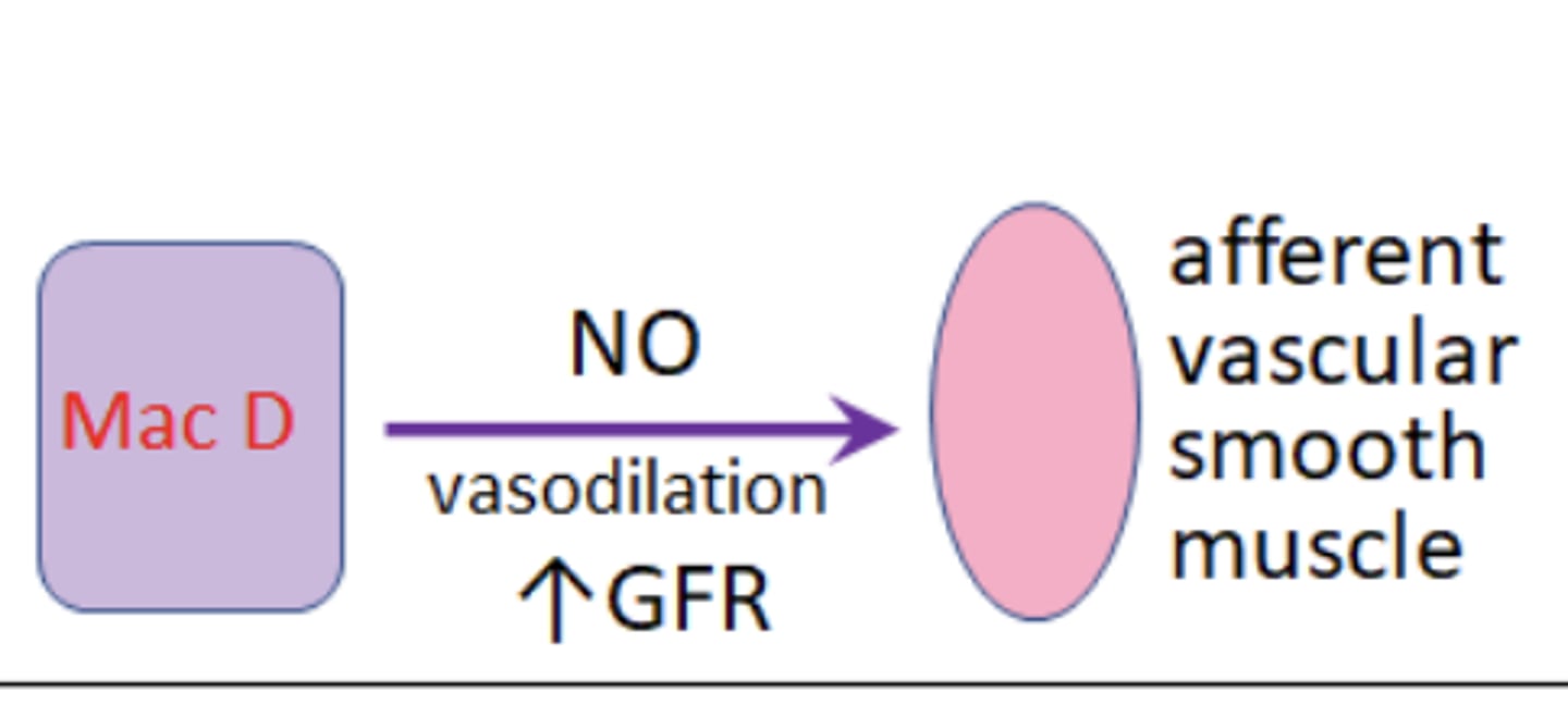 <p>Macula densa secrete Nitric Oxide (vasodilator). Causes vasodilation and thus increase GFR</p>