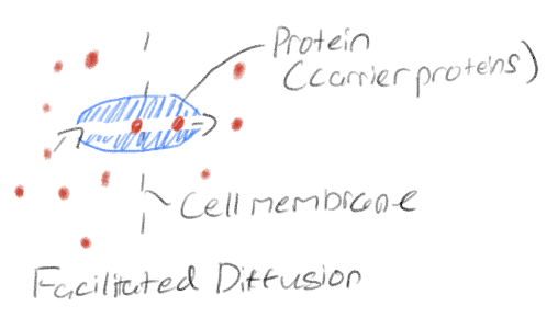 <p>Passive transport through protein channels or carrier proteins</p><p>Allows water and other hydrophilic substances to move across membrane</p><p>These are specific they only allow one thing to cross</p>
