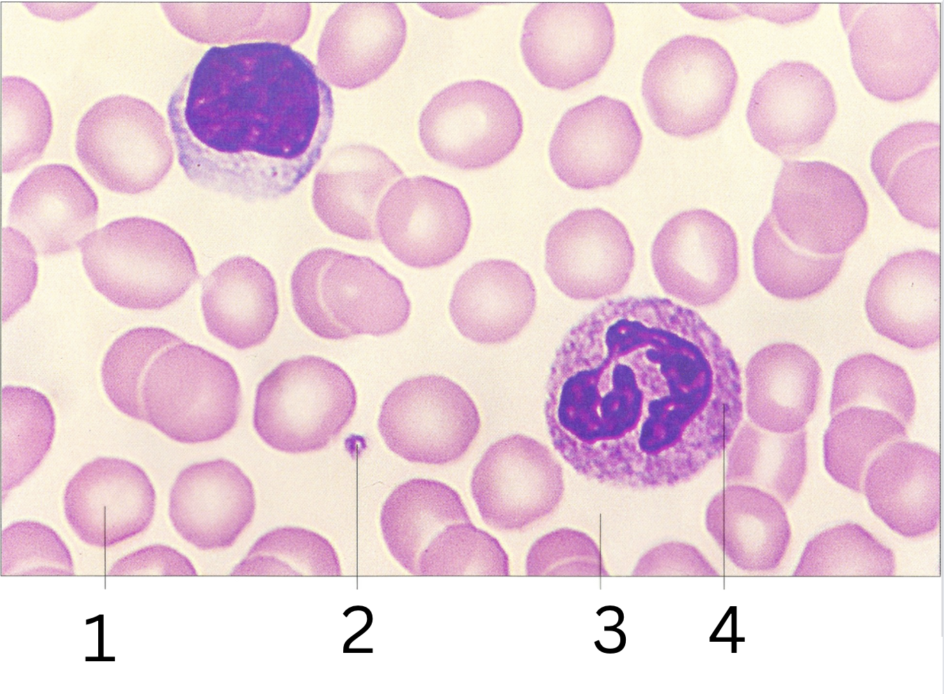 <p>Name the Components of Blood and Give Their Function </p>