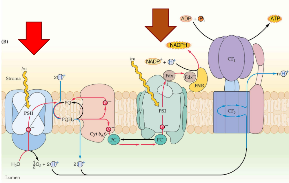<ul><li><p>e PSII (P680) et le PSI (P700) fonctionnent ensemble pour générer de l'ATP et du NADPH.</p></li><li><p><strong>PSII</strong> (centre réactionnel 680 nm) oxyde l'eau pour récupérer des électrons et produit de l'oxygène.</p></li><li><p>Les électrons passent par le <strong>cytochrome b6f</strong> et sont transférés au <strong>PSI</strong>.</p></li><li><p><strong>PSI</strong> capte de nouveaux photons et réduit la férédoxine (Fdx), qui à son tour réduit le NADP+ en NADPH.</p></li></ul><p></p>