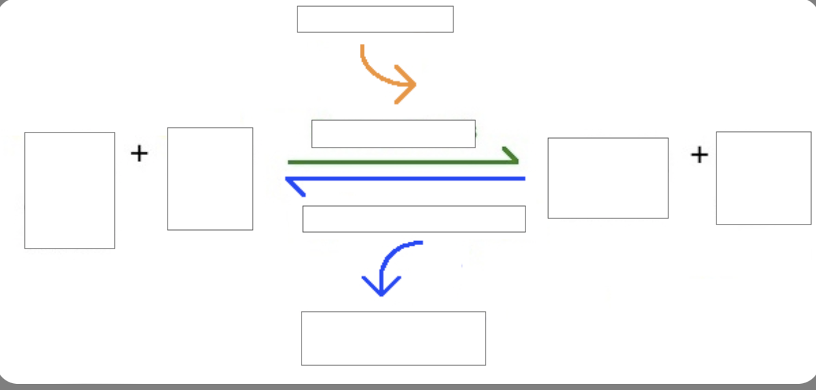 Ch 10 : draw diagram of how photosynthesis and aerobic cellular respiration fit together to recycle chemical elements and move energy through ecosystem

\
\
